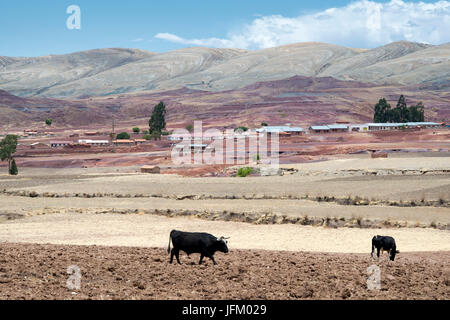 Le vacche di freschi terreni arati presso il cratere di Maragua il vulcano dormiente, Bolivia Foto Stock