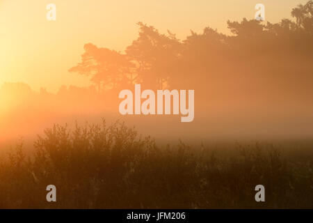 Estate alba con nebbia in un moro con salici e pini. Klein Bylaer, Barneveld, Paesi Bassi, Europa Foto Stock