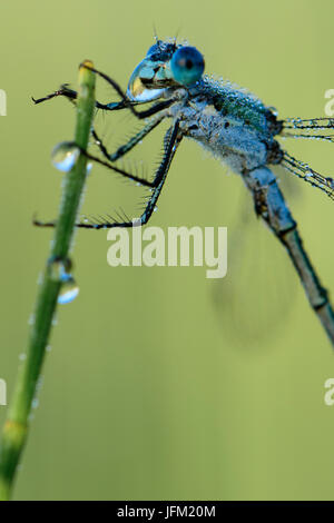 Damselfly smeraldo o Spreadwing comune (Lestes sponsa) bere da una goccia di rugiada in una nebbiosa mattina d'estate. Foto Stock