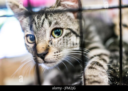 Ritratto di uno tabby kitten giocando in una gabbia in attesa di approvazione Foto Stock