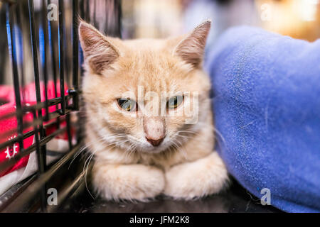 Ritratto di uno triste arancione pallido lo zenzero gattino in gabbia in attesa di approvazione Foto Stock