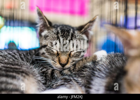 Ritratto di uno tabby kitten in gabbia sleeping cuddling fratelli in attesa di approvazione Foto Stock