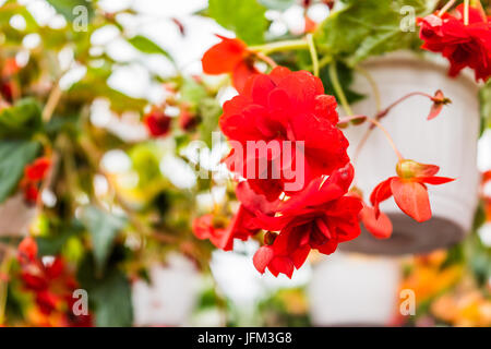 Macro closeup di colore rosso brillante begonia fiori in vaso di fiori appesi Foto Stock