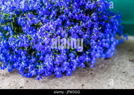 Macro closeup di molti lobelia blu fiori in vaso di fiori Foto Stock