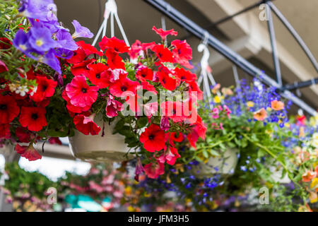 Appendere dei POT del fiore con macro closeup di vibranti rossi fiori calibrachoa Foto Stock