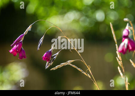 Dierama Merlin - Angeli Canne da pesca in fiore - aka Wandflower Foto Stock