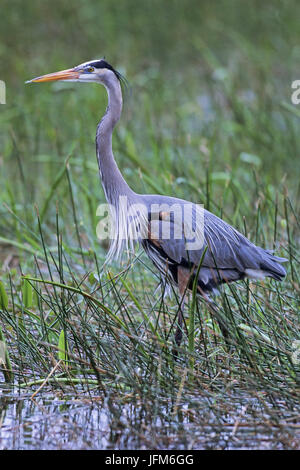 Airone blu / Ardea erodiade Foto Stock