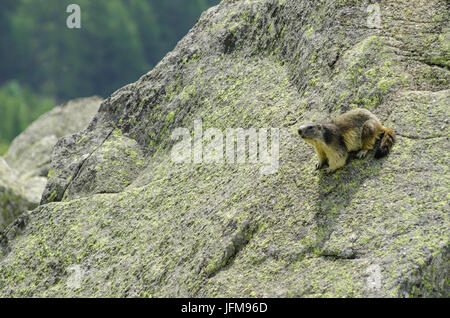 La marmotta su una pietra, (Valle Orco, il Parco Nazionale del Gran Paradiso, Piemonte, Italia) Foto Stock