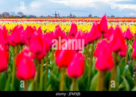 Mulini a vento e campi di tulipani pieno di fiori in Olanda Foto Stock