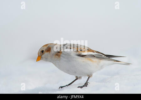 La Lessinia, Veneto, Italia la fotografia di un bunting preso nella neve sulle montagne della Lessinia Foto Stock