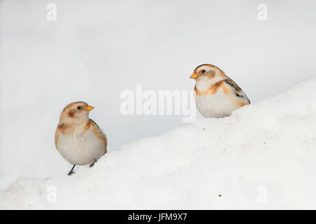 La Lessinia, Veneto, Italia la fotografia di un due bunting preso nella neve sulle montagne della Lessinia Foto Stock
