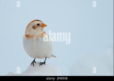 La Lessinia, Veneto, Italia la fotografia di un bunting preso nella neve sulle montagne della Lessinia Foto Stock