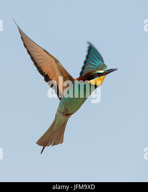 Canneto sull'Oglio, Mantova, Lombardia, Italia Il gruccione fotografato in volo Foto Stock