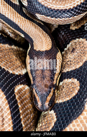 Il royal python (Python regius) Foto Stock