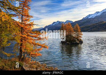 Piccola isola sul Lej da Sils in Engadina in autunno, Engadina, Grigioni, Svizzera Foto Stock