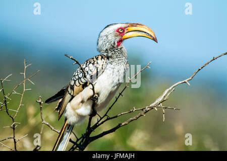 Campione di Southern Yellow-fatturati Hornbill nel Parco Nazionale di Kruger, Sud Africa, Foto Stock