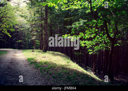 L'Europa, Italia, Toscana Appennino emiliano, la riserva naturale in Italia Foto Stock