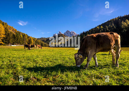 San Giovanni in Ranui, Val di Funes, Trentino Alto Adige, Italia, mucche al pascolo Foto Stock
