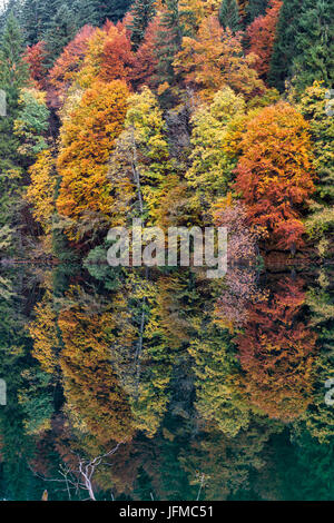 L'Italia, Trentino Alto Adige, Val di Non, la riflessione di autunno alberi Lago di Tovel Foto Stock