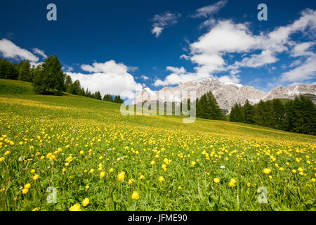 Fiori gialli in fiore incorniciato dalle cime del gruppo delle Tofane a Cortina d'Ampezzo Dolomiti della provincia di Belluno Veneto Italia Europa Foto Stock