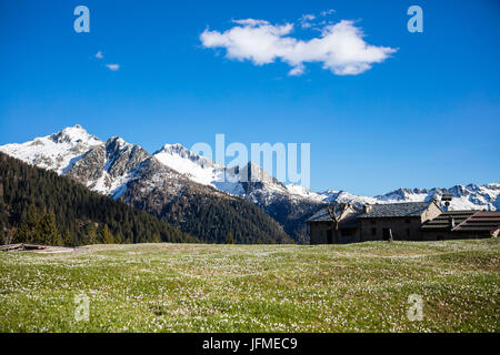 Tipiche baite incorniciato da verdi prati coperti da crocus in fiore Albaredo Valle Alpi Orobie Valtellina Lombardia Italia Europa Foto Stock