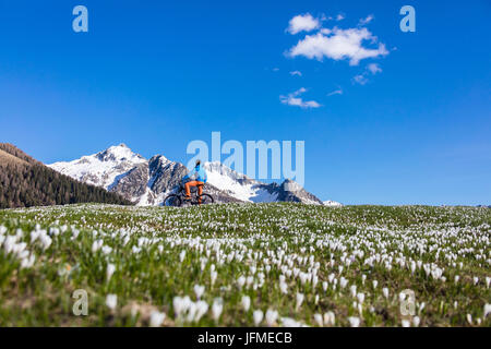 Mountain bike sul verde dei prati coperti da crocus in fiore Albaredo Valle Alpi Orobie Valtellina Lombardia Italia Europa Foto Stock