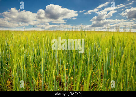 La foto in orizzontale del campo verde con piante di grano. Il campo catturato dalla posizione bassa in modo che le orecchie sono il motivo principale dell'immagine. Il cielo è blu scuro wi Foto Stock