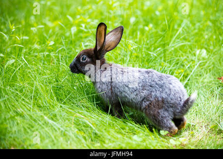 Coniglio grigio a piedi su erba verde in estate Foto Stock
