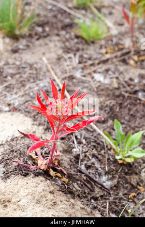 Giovani Oenothera biennis pianta, noto anche come comuni sera-primrose, olio di Evening Primerose, la sera e la stella caduta di Sun, con foglie rosse. I fiori aperti Foto Stock