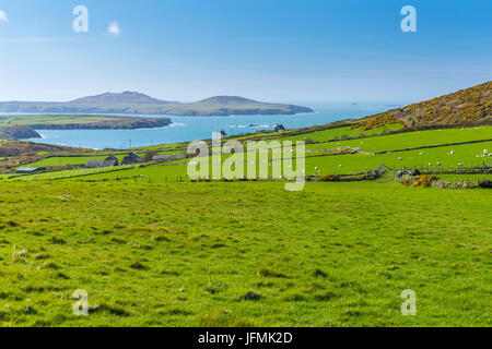 Wales coast Path presso il St David's Head, Il Pembrokeshire Coast National Park, Wales, Regno Unito, Europa. Foto Stock