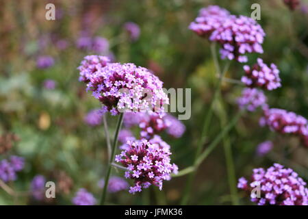 Verbena Bonariensis vicino al Valentines Park, Foto Stock