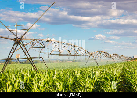 Perno del sistema sprinkler irrigazione un campo verde Foto Stock