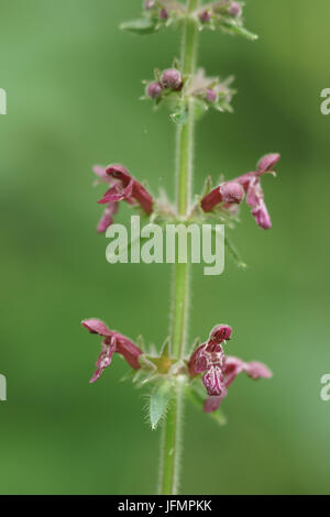 Stachys sylvatica Foto Stock