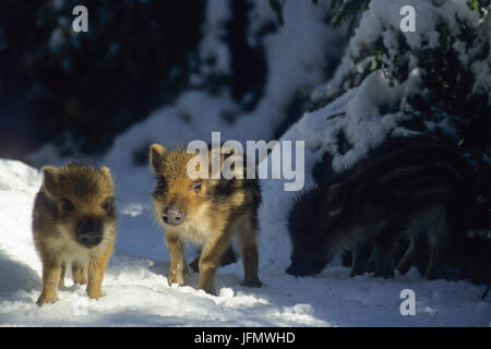 I suinetti in inverno Foto Stock