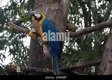 Un blu e giallo macaw mangiando un mango in Caracas Foto Stock