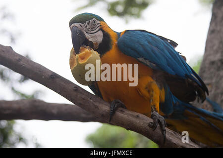 Un blu e giallo macaw mangiando un mango in Caracas Foto Stock