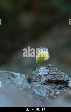 Gray Wagtail, femmina (Motacilla cinerea), seduta su roccia Foto Stock