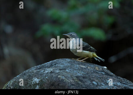 Gray Wagtail, capretti (Motacilla cinerea), seduta su roccia Foto Stock