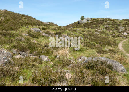 Heather Heath in Långhultamyren riserva naturale, Simlångsdalen, Halmstad, Halland, Svezia Foto Stock