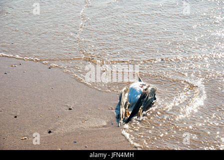 Gabbiano morto sulla spiaggia sabbiosa Foto Stock