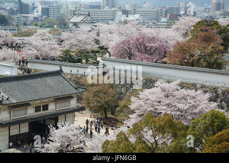 Bellissimi fiori ciliegio al castello di Himeji in Giappone Foto Stock