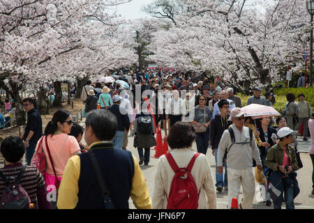 Il turista a godere la fioritura dei ciliegi stagione al castello di Himeji, Giappone Foto Stock