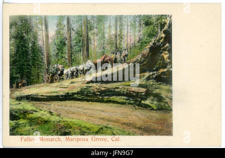 04935-Kalifornien-1903-caduto Monarch, Mariposa Grove-Brück & Sohn Kunstverlag Foto Stock