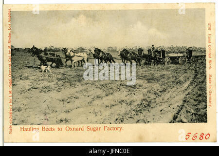 Questa cartolina del 1905 da Oxnard, California, mostra una scena di trasporto di barbabietole alla Oxnard Sugar Factory, un'importante industria agricola della regione durante quel periodo. Foto Stock