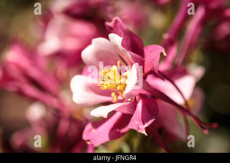 Aquilegia rosa fiori chiamato aquilegia alpina Foto Stock