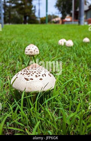 I funghi nel nuovo Soth Wales Australia ombrello di funghi Foto Stock