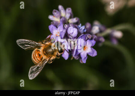 Close up Honey Bee raccogliere il polline di un fiore aperto su una boccola di lavanda, Shepperton, England, Regno Unito Foto Stock