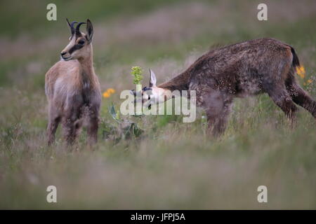 Il camoscio (Rupicapra rupicapra) montagne Vosges, Francia Foto Stock