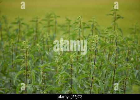 Urtica dioica, spesso chiamato common ortica blooming , ortica (sebbene non tutte le piante di questa specie sting) o foglia di ortica Foto Stock