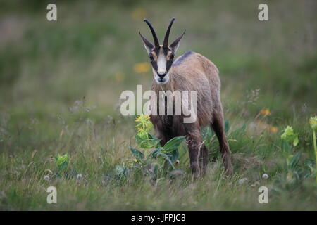 Il camoscio (Rupicapra rupicapra) montagne Vosges, Francia Foto Stock